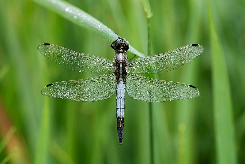 Orthetrum albistylum maschio